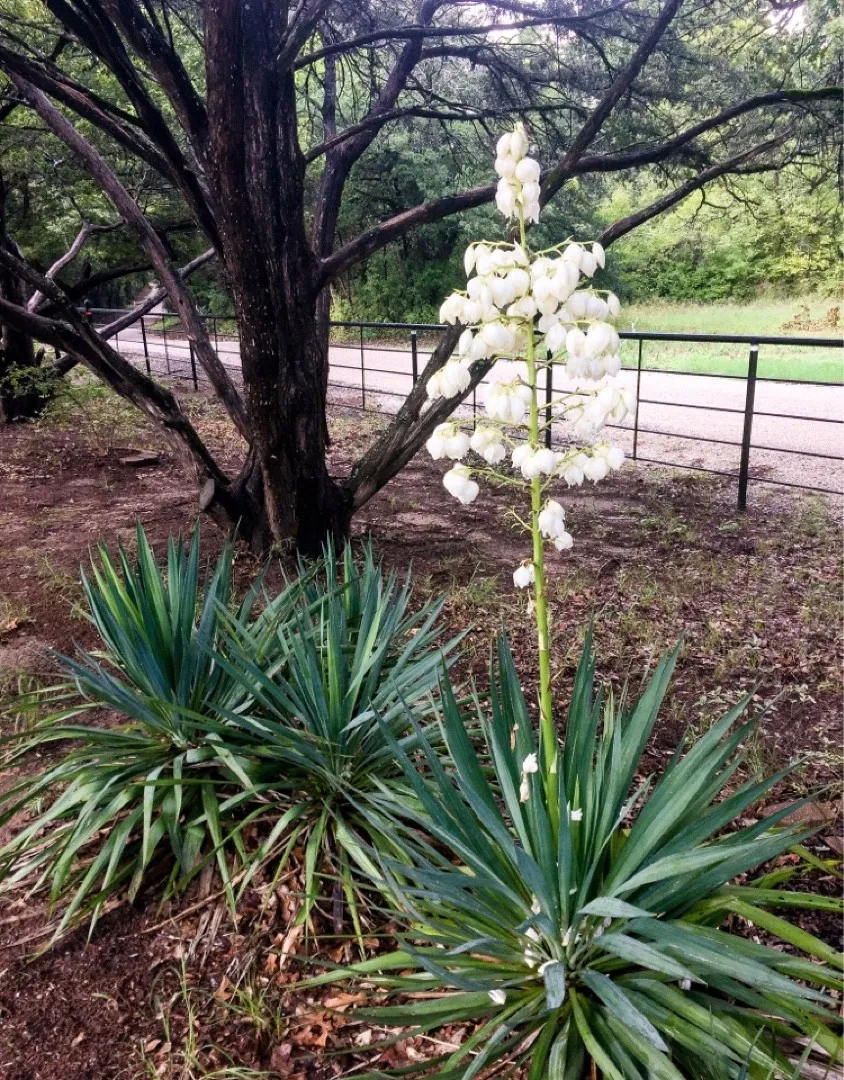 キミガヨラン（君が代蘭）の判定方法 (Yucca gloriosa var. tristis)