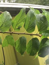 FLORA NEL SALENTO E.. Anche Altrove: Celtis Australis L. Subsp - Foto 9