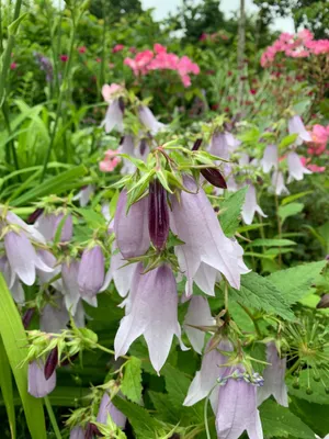 How to Grow and Care for Spotted bellflower 'Burghaltii'