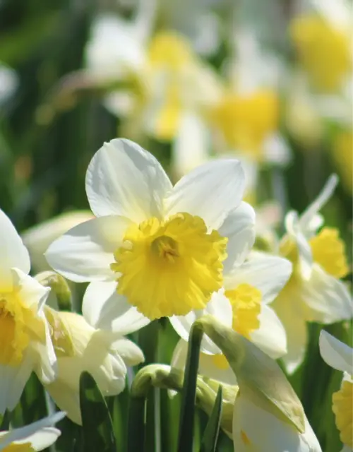 Daffodils 'Goblet'
