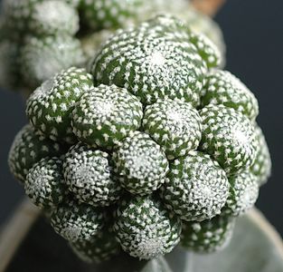 kirschlorbeer herbergii 150 cm kaufen Kirschlorbeer Herbergii (Prunus laurocerasus 'Herbergii') | 125-150 cm mit  Wurzelballen