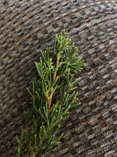 ゴールドクレストの育て方・栽培方法