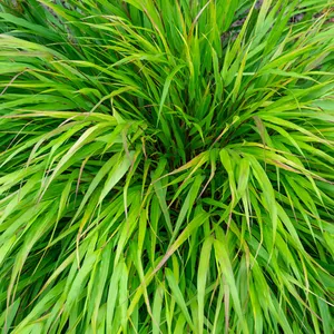 フウチソウ（風知草）の増やし方