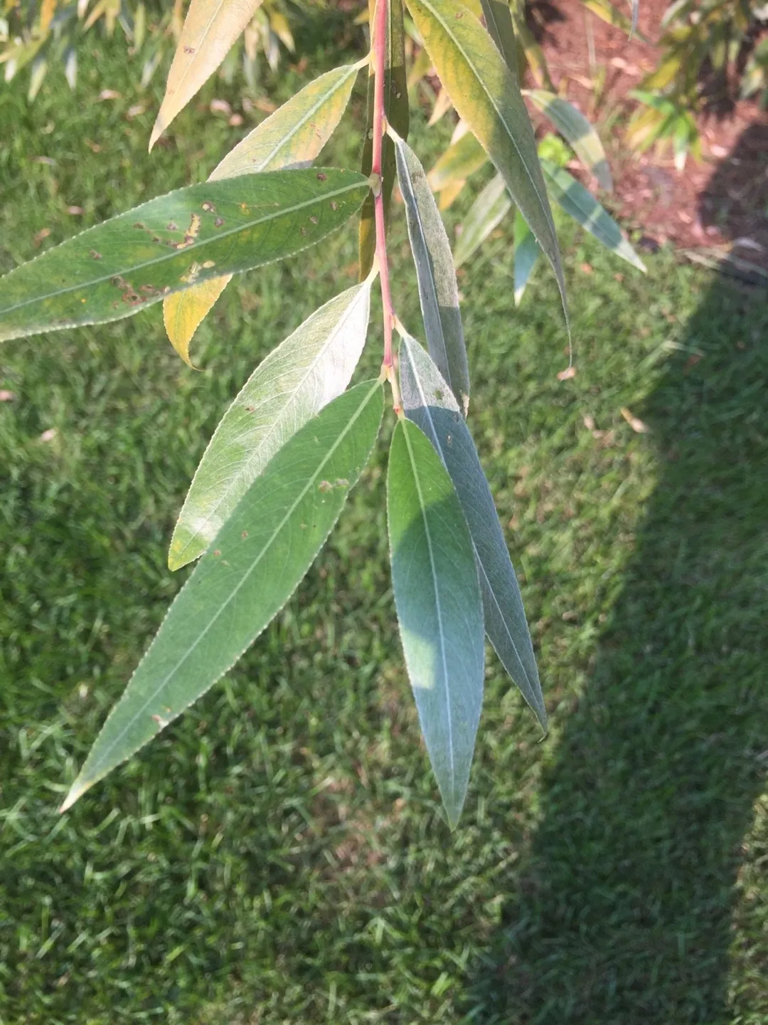 セイヨウシロヤナギ（西洋白柳）の判定方法 (Salix alba)