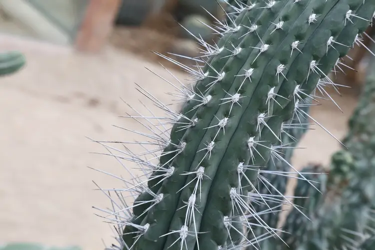 Cactus cure-dent