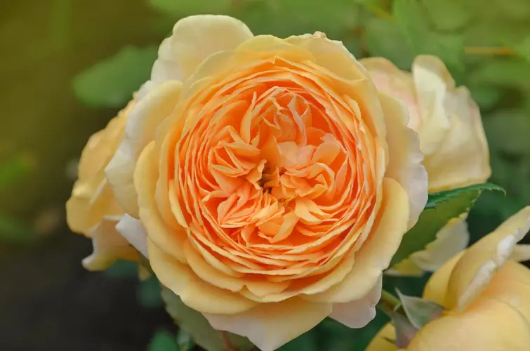 Roses 'Crown Princess Margareta'