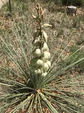 So identifizierst du Blaugrne palmlilie (Yucca glauca)