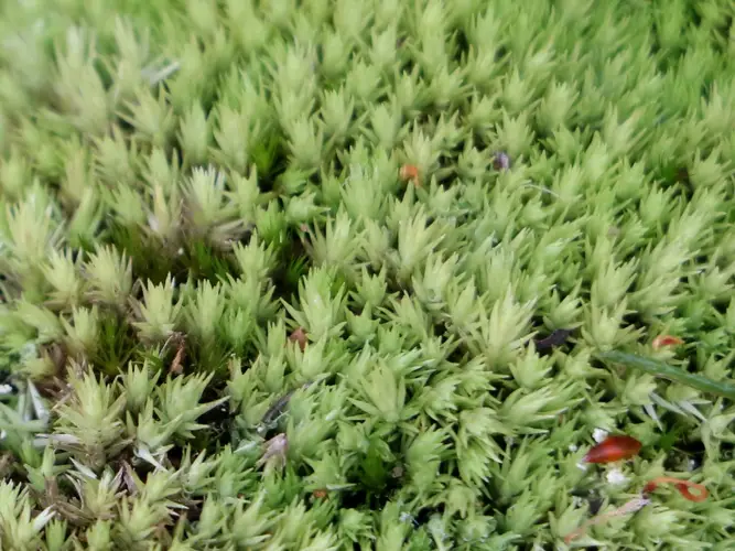 Low pincushion moss