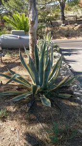 アオノリュウゼツランの判定方法 (Agave americana)