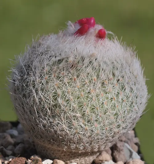 Pingpong-ball cactus
