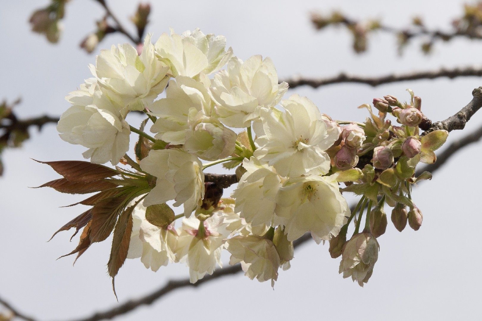 鬱金桜(ウコン桜)苗木 鬱金桜(ウコン桜)苗木