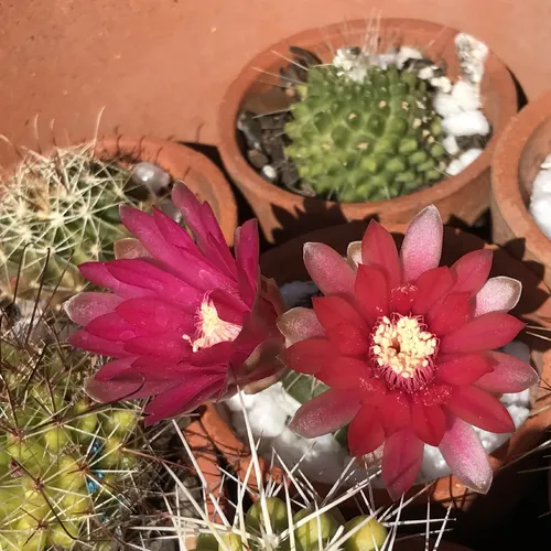 ヒカダマ(緋花玉) (Gymnocalycium baldianum) - PictureThis ヒカダマ(緋花玉) (Gymnocalycium baldianum) - PictureThis