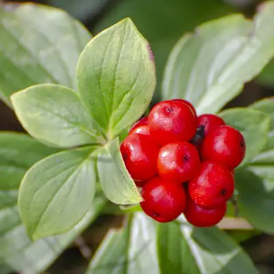 How many hours of sunlight does American Ginseng need to grow? - PictureThis