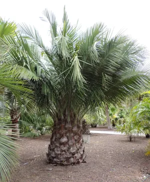 153406855941455921.jpeg?x-oss-