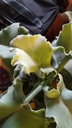 Wie man Elefantenohr-Kalanchoe anbaut und pflegt
