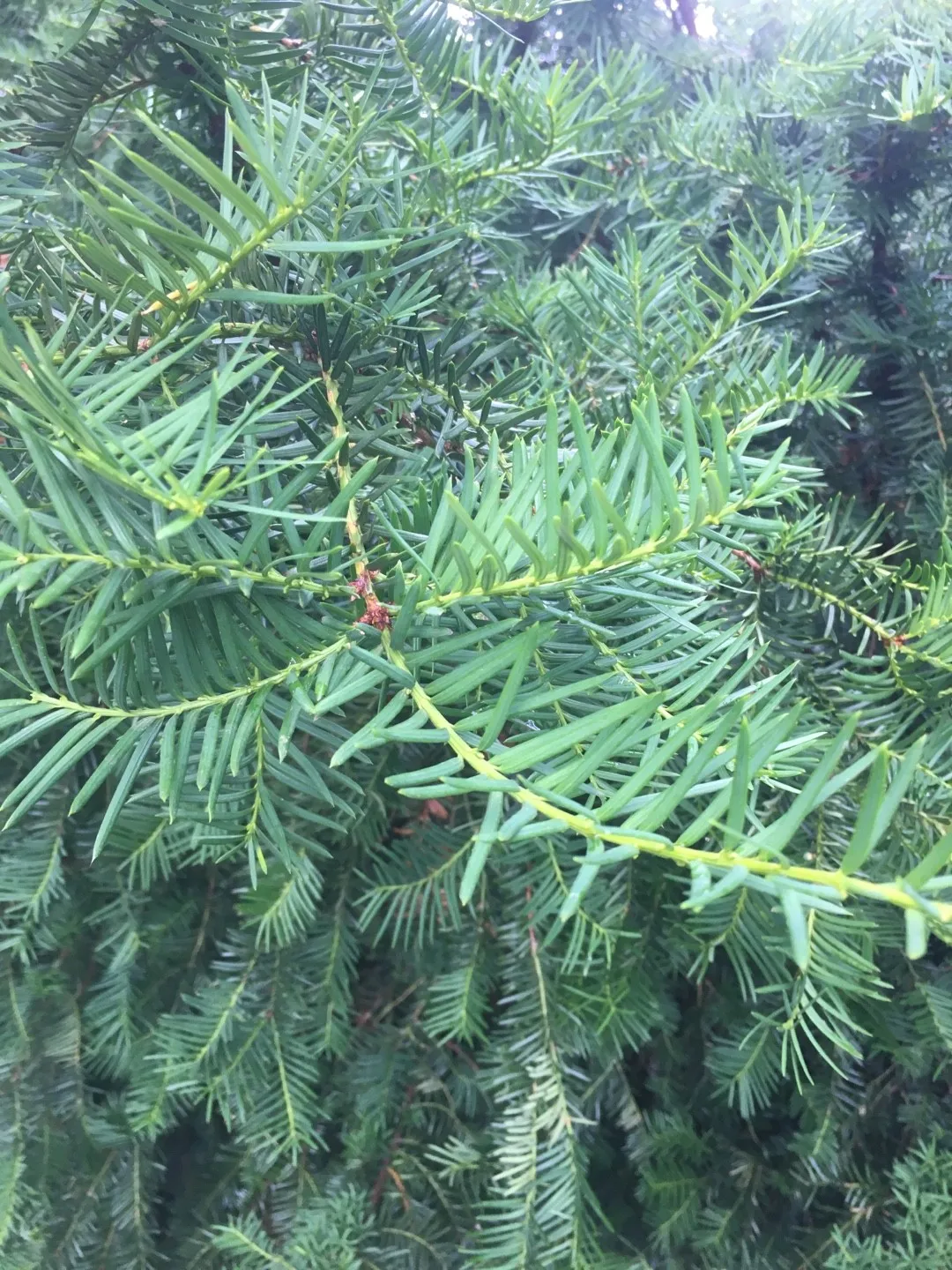 如何識別短葉紅豆杉(Taxus brevifolia)