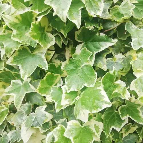 English ivy 'Ceridwen'