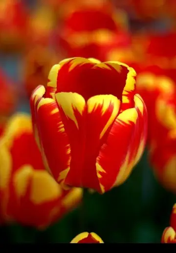 Tulips 'Banja Luka'