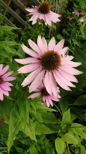 noix エキナセア確認用 エキナセアの判定方法 (Echinacea purpurea)
