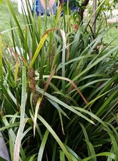 ロマンドラ・ロンギフォリアの判定方法 (Lomandra longifolia)