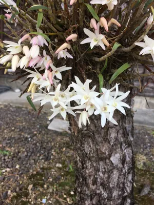 セッコク（石斛） (ケア, 特徴, 花, 画像)