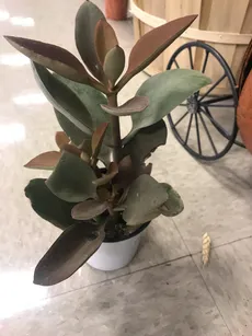 How to Grow and Care for Copper spoons