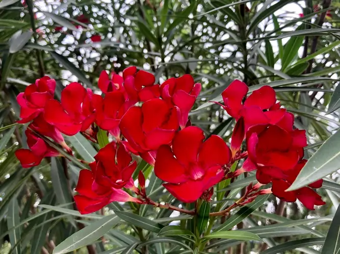 Oleander 'Hardy Red'