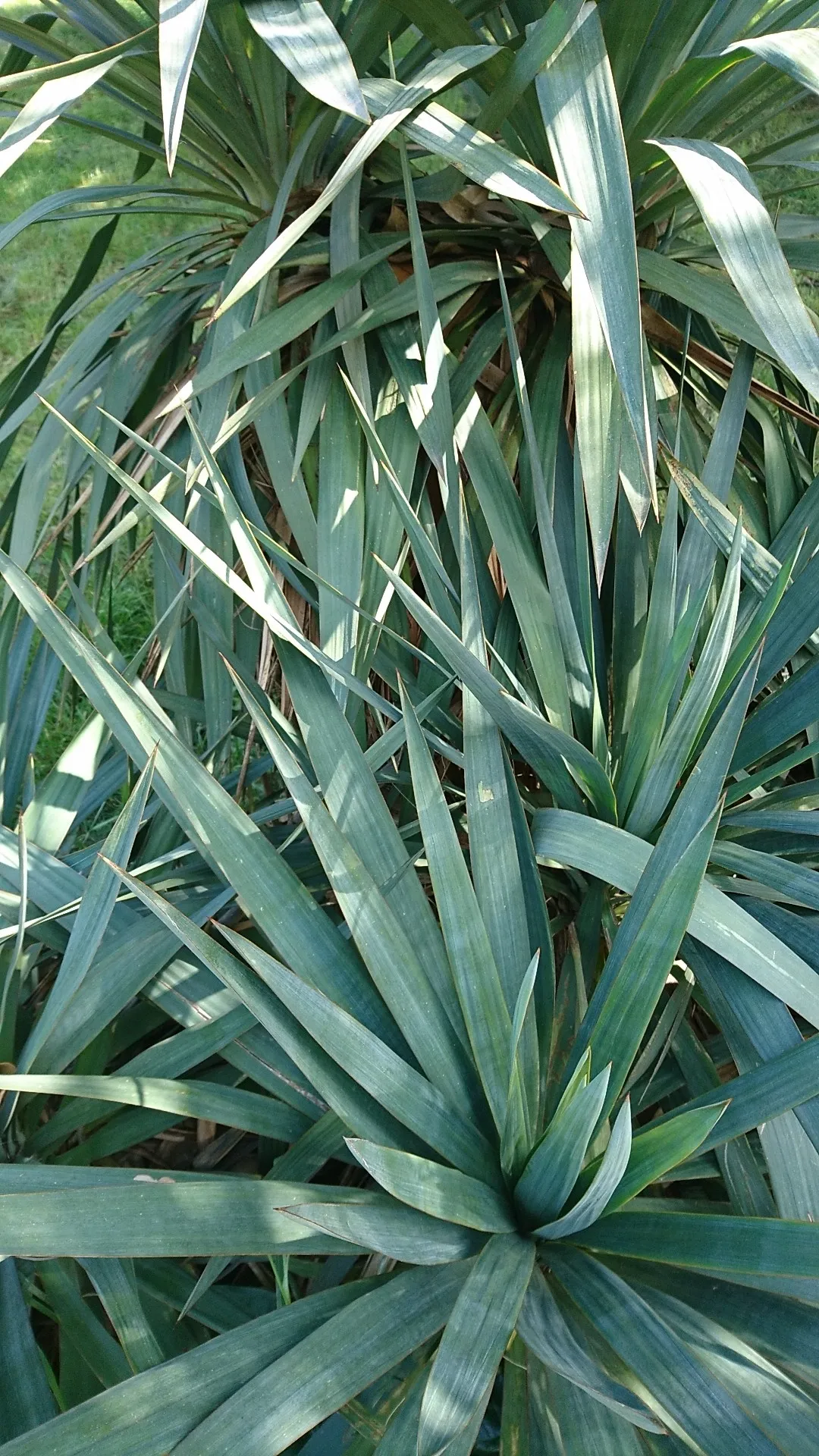 ユッカ・パリダの判定方法 (Yucca pallida)