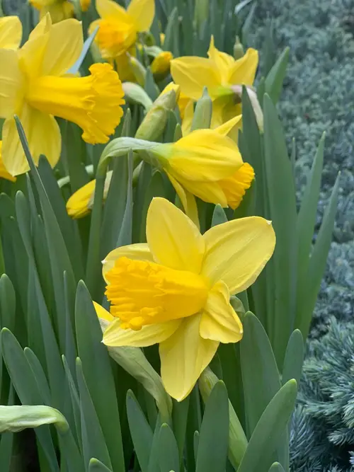 Daffodils 'Rijnveld's Early Sensation'