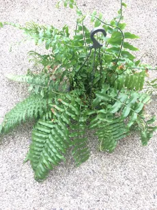 特大　鳳尾貫衆　ホウビカンジュ ホウビカンジュ（鳳尾貫衆）の育て方・栽培方法