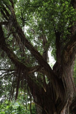 Northern rata - Metrosideros robusta (Care, Characteristics, Flower ...