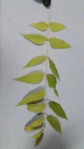 NOCE NERO D'AMERICA – Juglans Nigra - Foto 2