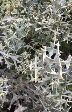 How to Grow and Care for Anchor plant