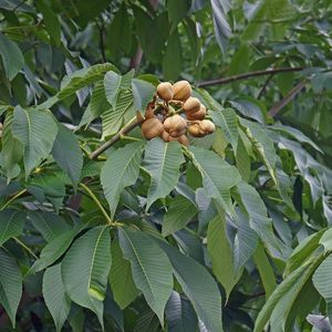 Falso castaño amarillo (Aesculus flava) - PictureThis