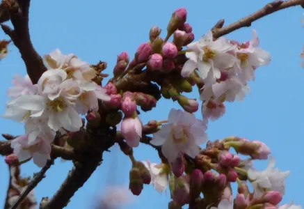 十月桜　ジュウガツザクラ ジュウガツザクラ（十月桜） | 藤沢市長久保公園 都市緑化植物園