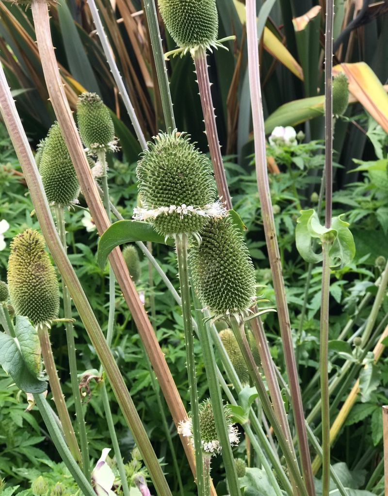 What Are Common Indian teasel Problems?