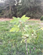 カラコギカエデ（鹿子木楓）の判定方法 (Acer tataricum subsp. ginnala)