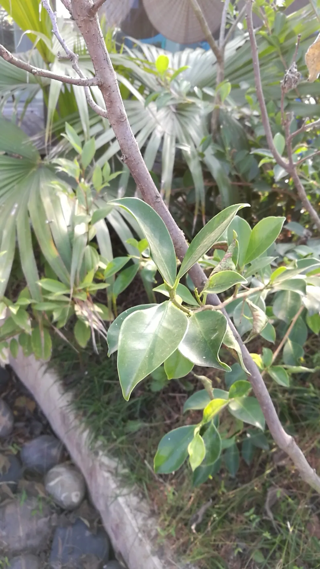 ガジュマル（榕樹）の判定方法 (Ficus microcarpa)