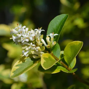 オオバイボタ（大葉水蠟） (Ligustrum ovalifolium) - PictureThis