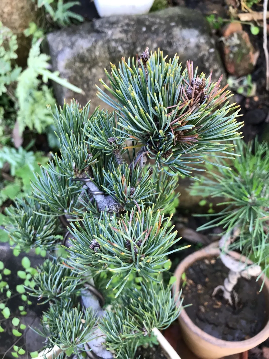 ゴヨウマツ（五葉松）の判定方法 (Pinus parviflora)