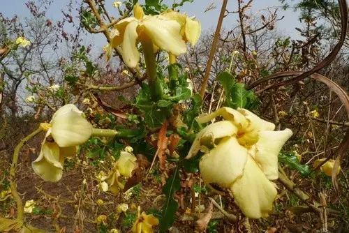Powderbark gardenia
