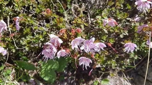 Rododendro cistino