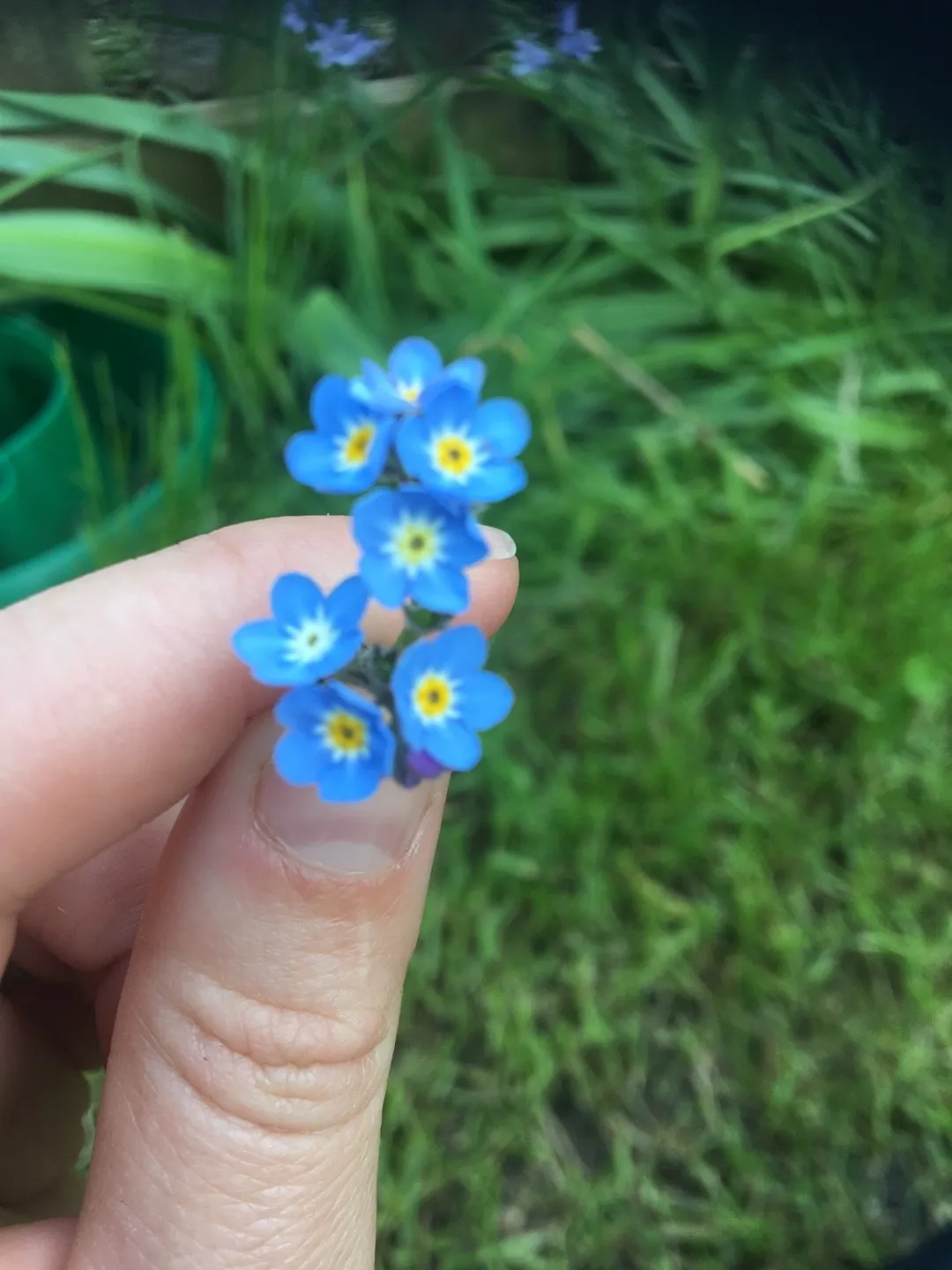 シンワスレナグサ（真勿忘草）の判定方法 (Myosotis scorpioides)