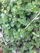So identifizierst du Efeu-ehrenpreis (Veronica hederifolia)