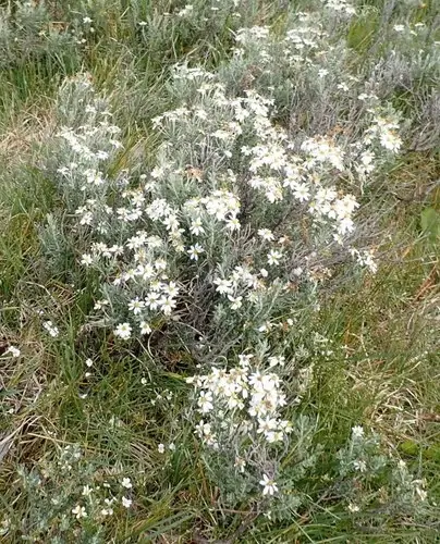 Chiliotrichum rosmarinifolium