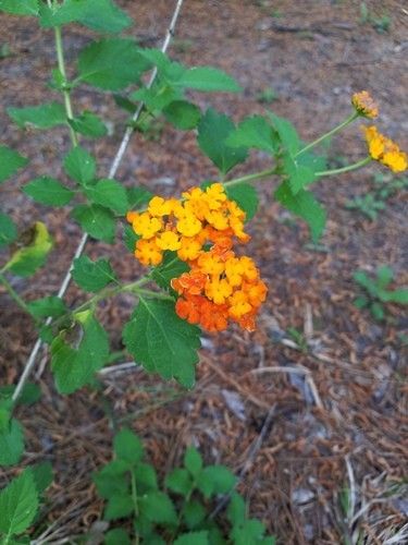 Is Texas lantana Poisonous