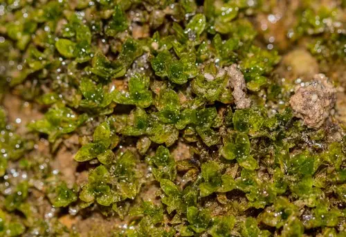 Wideleaf crumia moss