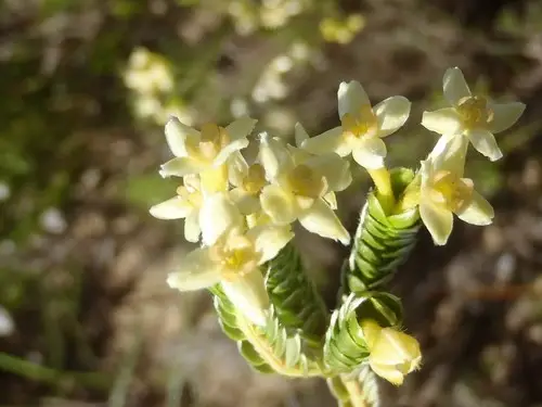 Gnidia chrysophylla
