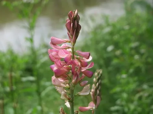 Saat-Esparsette - Onobrychis Viciifolia
