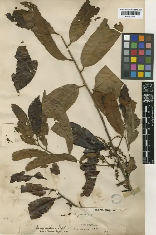 Iryanthera sagotiana